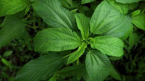 Jute Land or Jute Fields. The green jute leaves are swaying in the wind. Stock Footage 158062038