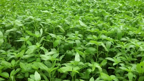 Jute Land or Jute Fields. Footage of jute fields in green Bengal. The green j Stock Footage 158062278