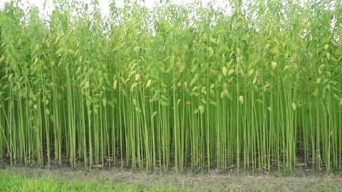 Jute Plantation Stock Footage 206379662