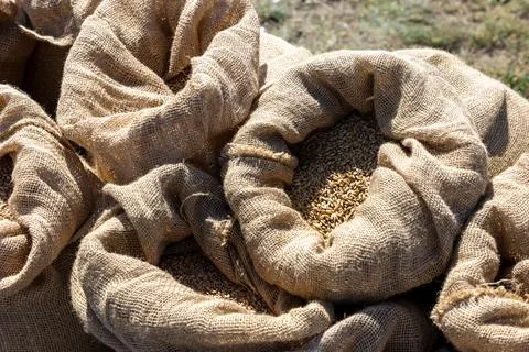 Jute sacks packed with grain placed on dry outdoor ground Фото