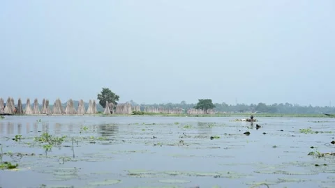 Jute stalks float in floodwater at Bortir Bil during traditional retting. Stock Footage 342223339