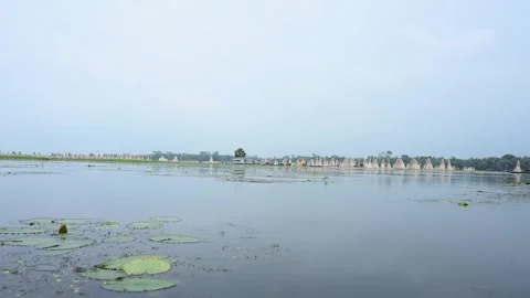 Jute stalks float in floodwater at Bortir Bil during traditional retting. Stock Footage 342224090