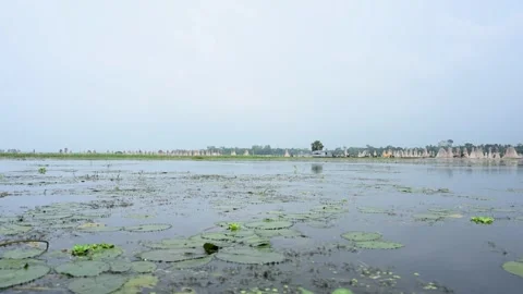 Jute stalks float in floodwater at Bortir Bil during traditional retting. Stock Footage 342224138