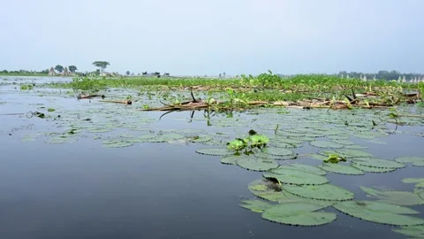 Jute stalks float in floodwater at Bortir Bil during traditional retting. Stock Footage 342224497