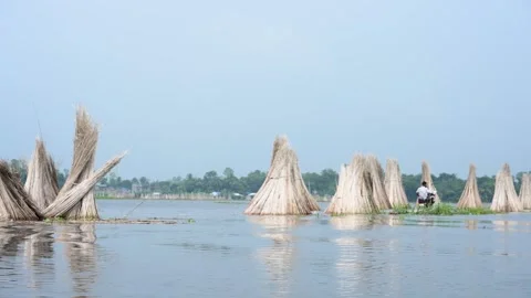 Jute stalks float in floodwater at Bortir Bil during traditional retting. Stock Footage 342224637