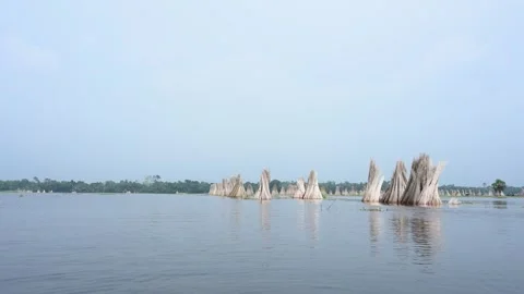 Jute stalks float in floodwater at Bortir Bil during traditional retting. Stock Footage 342224694