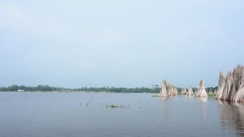 Jute stalks float in floodwater at Bortir Bil during traditional retting. Stock Footage 342225083