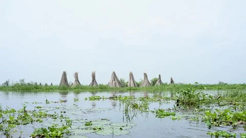 Jute stalks float in floodwater at Bortir Bil during traditional retting. Stock Footage 342225202