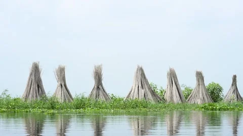 Jute stalks float in floodwater at Bortir Bil during traditional retting. Stock Footage 342225835