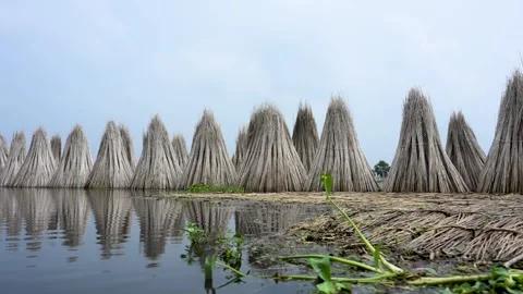 Jute stalks float in floodwater at Bortir Bil during traditional retting. Stock Footage 342226215