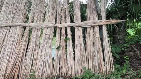 Jute Sticks Bundles Arranged Vertically In Rows Tied Together For Sun Drying Stock Footage 340488636