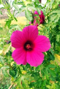 JUTE TREE FLOWER Stock Photos