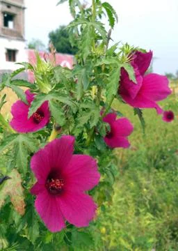 JUTE TREE FLOWERS Stock Photos
