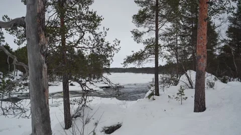 Juutuanjoki trees Stock Footage 235365484
