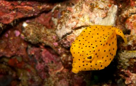 Juv yellow boxfish Foto stock
