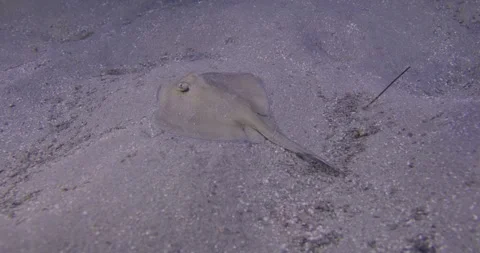 Juvanile Stingray Over Seabed Stock Footage 316368102