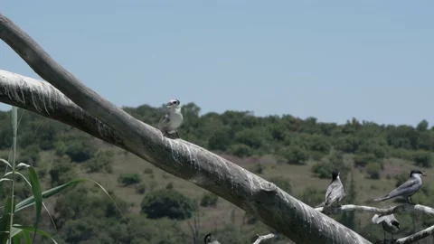 Juvanile Whiskered Tern pale bird shouting for dad to feed him Stock Footage 231704239
