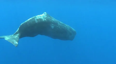 Juvenal sperm whale floating and rotating - underwater shot Stock Footage