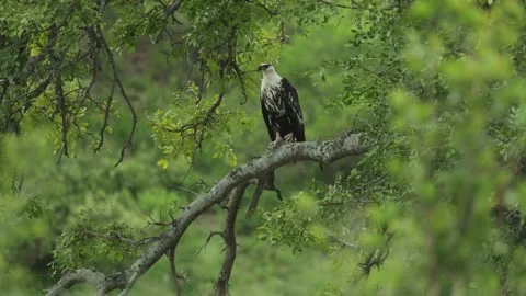 A juvenile African fish-eagle perching on a branch surrounded by green leaves Stock Footage 334969091