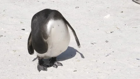 Juvenile African Penguin bends to preen tummy with beak, standing on sandy beach Stock Footage 252191575