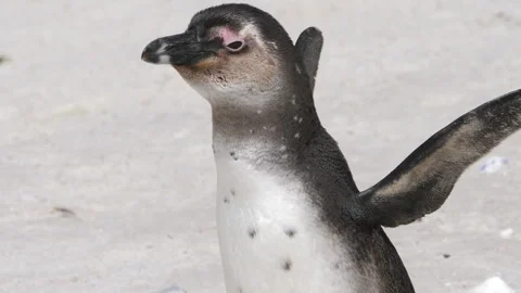 Juvenile African Penguin stretch and flap wings, close up Stock Footage 252192824