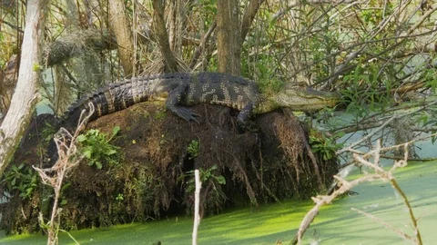 Juvenile Alligator Resting on Roots of Fallen Tree in Swamp, 4K Stock Footage 72555671