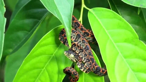 Juvenile Amazon Tree Boa (Corallus hortulanus) Stock Footage 161944358