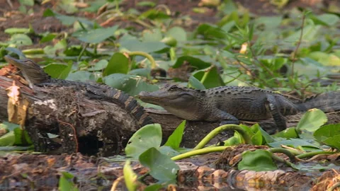 Juvenile American alligators resting on fallen logs among aquatic vegetation in Stock Footage 343747032