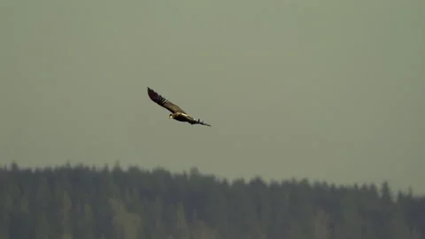 Juvenile American Bald Eagle In Flight, Bird, Fly, Flying Stock Footage 343034472