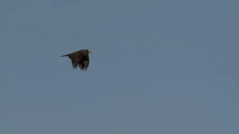 Juvenile American Bald Eagle In Flight, Bird, Fly, Flying Stock Footage 343035074