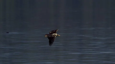 Juvenile American Bald Eagle In Flight, Bird, Fly, Flying Stock-Footage 344588323