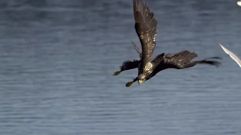 Juvenile American Bald Eagle In Flight, Bird, Fly, Flying Stock-Footage 344588993