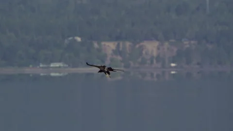 Juvenile American Bald Eagle In Flight, Bird, Fly, Flying Stock-Footage 344589644