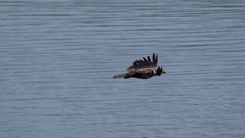 Juvenile American Bald Eagle In Flight, Bird, Fly, Flying Stock-Footage 344589998