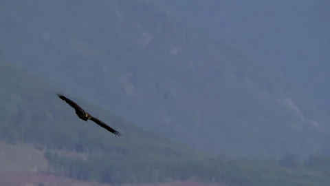Juvenile American Bald Eagle In Flight, Bird, Fly, Flying Stock-Footage 344590219