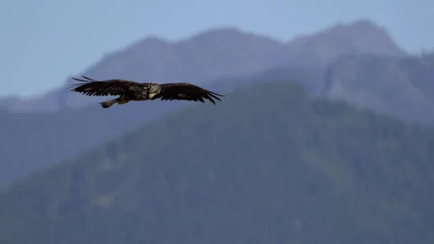 Juvenile American Bald Eagle In Flight, Bird, Fly, Flying Stock-Footage 344591015