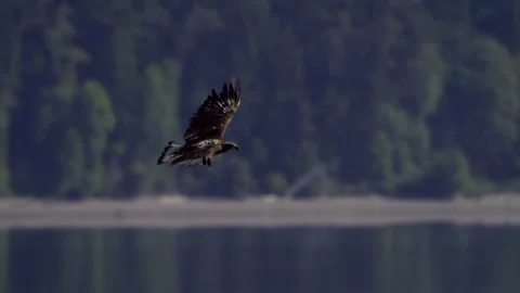 Juvenile American Bald Eagle In Flight, Bird, Fly, Flying Stock-Footage 344591723