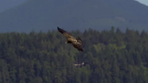 Juvenile American Bald Eagle In Flight, Bird, Fly, Flying Stock-Footage 344594870