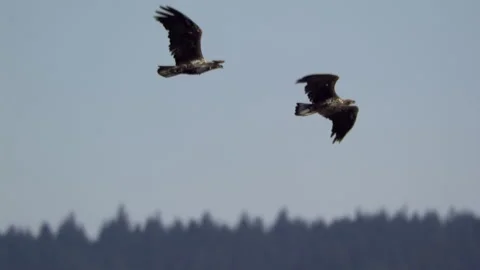 Juvenile American Bald Eagles In Flight, Bird, Fly, Flying Stock-Footage 344592932