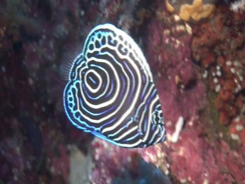 Juvenile Anglefish Stock Footage 98669291