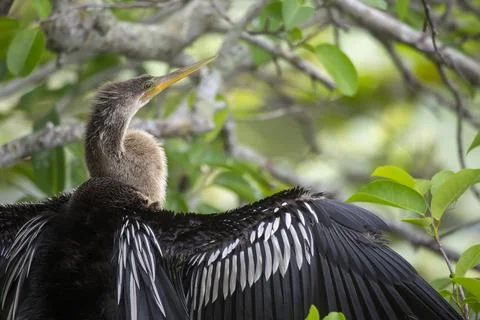 Juvenile Anhinga (Anhinga anhinga) Stock Photos