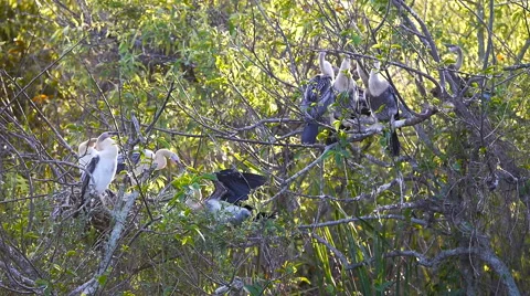 Juvenile Anhinga Antics 스톡 동영상 45715066
