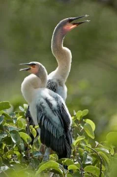 Juvenile anhingas Stock Photos