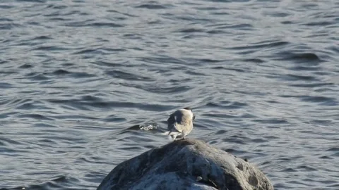 A juvenile arctic tern is being fed by its parent Stock Footage 81695803