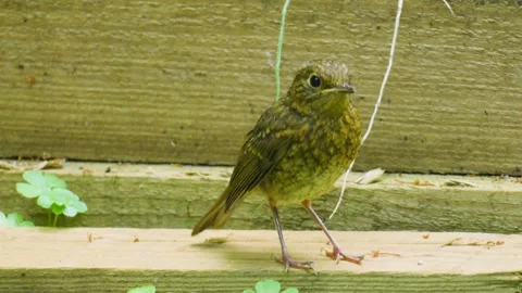 Juvenile Baby Robin Looking to Camera and Hopping Away in Slow Motion in UK. Stock Footage 342306389