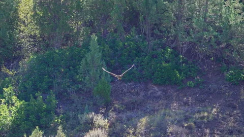 A juvenile bald eagle being followed by an osprey through the wilderness Stock Footage 345995478