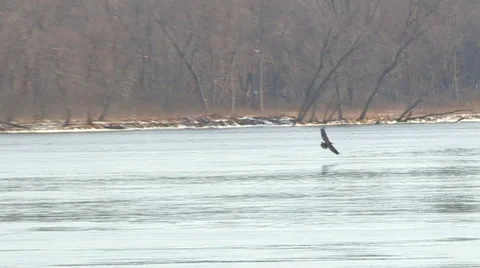 Juvenile Bald Eagle Catches Fish Stock Footage 46452686