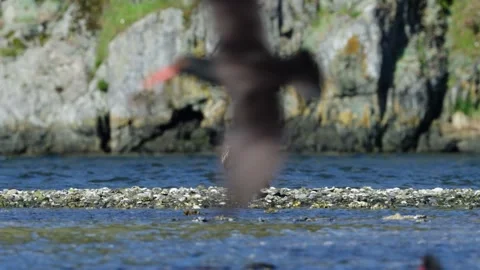 Juvenile Bald Eagle with Crab in Beak Видео 332679585