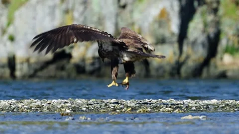 Juvenile Bald Eagle With Crab in Talons Stock Footage 332639897