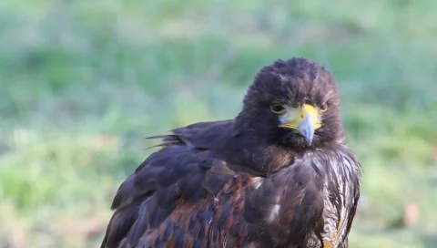 Juvenile Bald Eagle crying scene close up Stock Footage